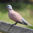 Red turtle dove bird sounds Icon