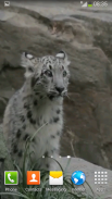 Snow Leopard Video Wallpapers screenshot 3