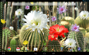 Cactus Flowers LWP screenshot 2