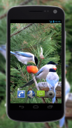 4K Garden Birds Live Wallpaper screenshot 3