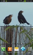 Birds on the Fence LWP screenshot 1