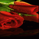 Red Roses Live Wallpaper