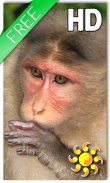 Monkey Live Wallpaper screenshot 0