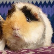 Guinea Pig Wallpapers HD screenshot 0