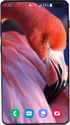 Flamingo Wallpaper HD screenshot 13