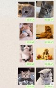 Cat Animated Stickers WAStickerApps screenshot 4