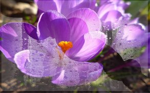 Spring Crocus Snow screenshot 6