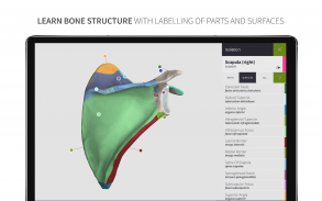 Anatomyka Skeleton screenshot 9