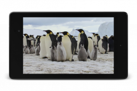 Pingüinos Fondos de pantalla screenshot 7