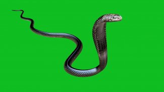 VFX Snakes Effect - Snake Green Screen Videos screenshot 4