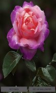 Pink Rose Beauty LWP screenshot 0