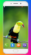 Bird Wallpaper HD screenshot 2