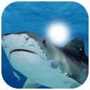 Beautiful Shark Photo Frame Icon