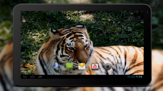 4K Tiger Video Wallpaper screenshot 4