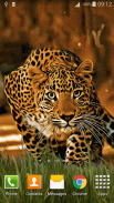 Leopard Live Wallpaper screenshot 1