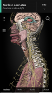 Anatomyka - 3D Anatomy Atlas screenshot 12