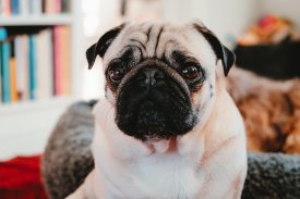 Pug Wallpaper: backgrounds hd screenshot 9