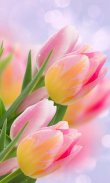 HD Pink Tulips Live Wallpaper screenshot 3