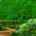 Green Forest Lake LWP Icon