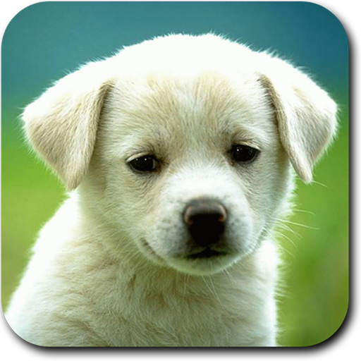 Animal Sounds & Ringtones - APK Download for Android | Aptoide