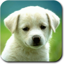 Animal Sounds & Ringtones Icon