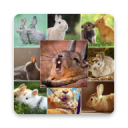 Rabbit Wallpapers Icon