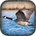 Goose Hunting Calls Icon