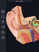 Ear Anatomy Pro. screenshot 5