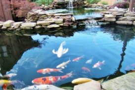 Fish Pond Design Ideas screenshot 2