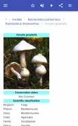 Mushrooms screenshot 11