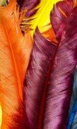 Feathers Images Wallpapers screenshot 2