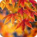 Autumn Wallpaper Icon