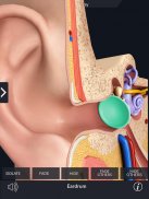 Ear Anatomy Pro. screenshot 3