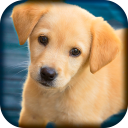 Domestic animals for kids Icon