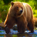 Bear Simulator - Animal Simulator Icon