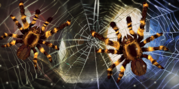 Spider, live wallpaper screenshot 0