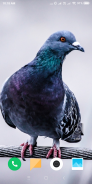 Pigeon Wallpaper screenshot 11