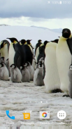 Penguins Video Live Wallpaper screenshot 3