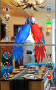 Talking Parrot Couple screenshot 6