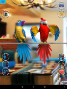 Talking Parrot Couple screenshot 1