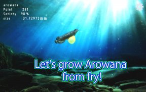 Arowana raising from fry screenshot 11