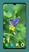 HD Butterfly Wallpaper screenshot 10