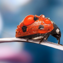 Ladybug Live Wallpaper Icon