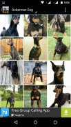 Doberman Dog Wallpaper HD screenshot 4