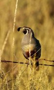 Quail Wallpaper screenshot 7