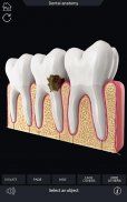 Dental  Anatomy screenshot 5