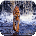 Tiger Wallpapers