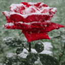 Icy Red Rose Live Wallpaper