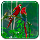 Parrot Live Wallpaper