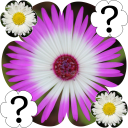 Flowers Memory Game 2015